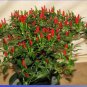 100 Seeds Thai Sun Hot Pepper Capsicum annuum Ornamental Chili