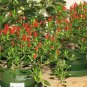 100 Seeds Thai Sun Hot Pepper Capsicum annuum Ornamental Chili