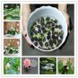 5 seeds bowl lotus water lily seeds rare Aquatic flower plant seed for home garden