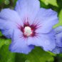 40 Seeds Hollyhock Flowers Dark Blue White