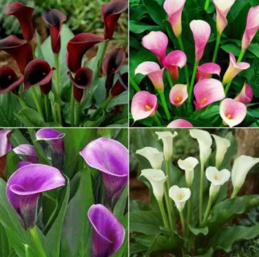 100 Seeds New Calla Lily Root Lilies Perennial Gardening Summer Flower