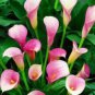 100 Seeds New Calla Lily Root Lilies Perennial Gardening Summer Flower