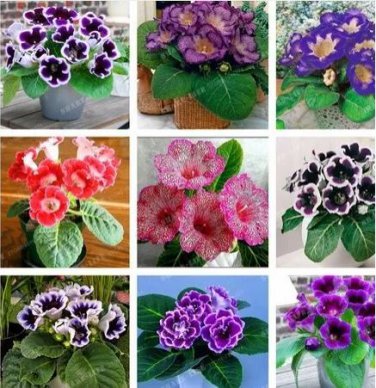 100 Seeds Gloxinia Seeds Sinningia Gloxinia Flower