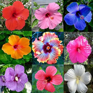 100 Seeds Giant Hibiscus Mixed Flower