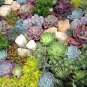 200 Seeds Exotic Mini Succulent Cactus Rare Succulent Perennial Herb Plants