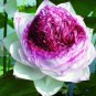 10 Seeds Heirloom Colorful Lotus