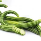 50 Seeds Cucumber Armenia Vegetable