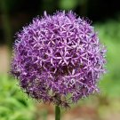 100 Seeds Giant Allium Giganteum Globemaster Beautiful Flower