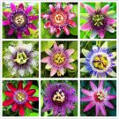 20 Seeds Mixed 9 Types of Passiflora Flowers Big Hanging Bonsai Flower