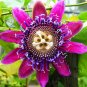 20 Seeds Mixed 9 Types of Passiflora Flowers Big Hanging Bonsai Flower
