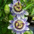 20 Seeds Passiflora Caerulea Blue Passion Fruit Climbing flowers