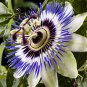 20 Seeds Passiflora Caerulea Blue Passion Fruit Climbing flowers