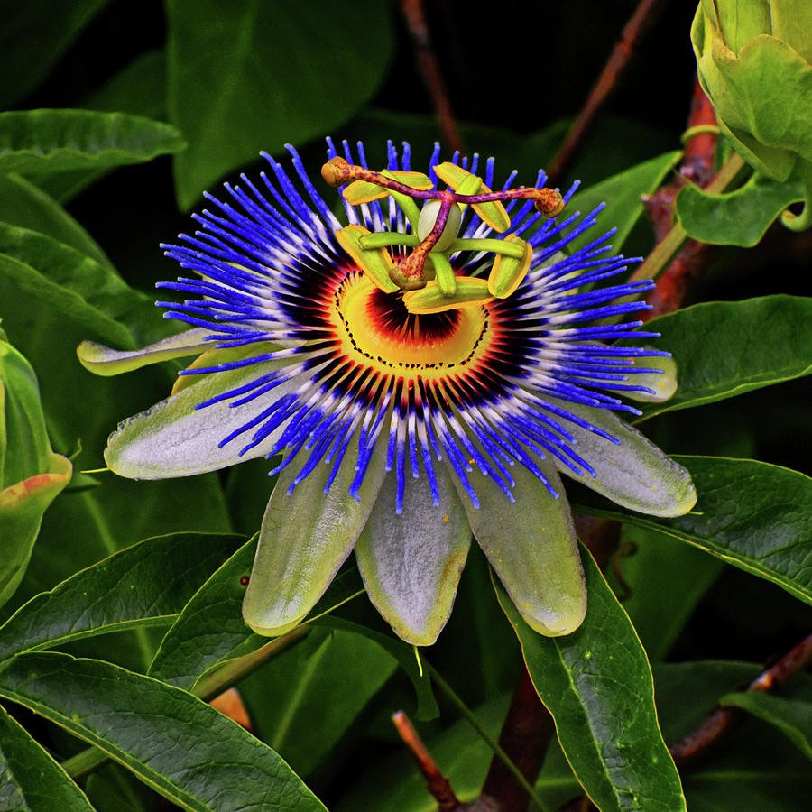 20 Seeds Passiflora Caerulea Blue Passion Fruit Climbing flowers