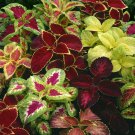 100 Seeds Rainbow Mixed Coleus
