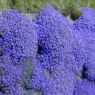 100 Seeds Dark Blue Creeping Thyme ROCK CRESS Ground Cover Flower