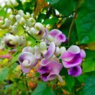 20 Seeds Vigna Caracalla Lavender Snail Vine