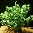 200 Seeds Spring grass seeds Succulents plant Grass