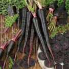 100 Seeds Black Nebula Carrot