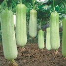 8 Seeds White Jade Luffa Organic Vegetables