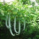 4 Seeds Long Snake Gourd 'Trichosanthes cucumerina'