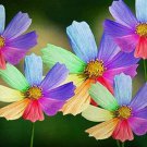 50 Seeds Amazing Rainbow Coreopsis Cosmos
