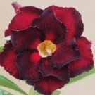 2 Seeds Imported 'Fire Lady' Black Red Desert Rose Adenium