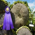20 Seeds Mongolian Giant Sunflower