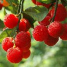 5 Seeds Red Sweet Waxberry