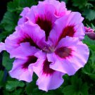 10 Seeds Geranium Fully Light Purple Chinese Rose-typed Compact Bonsai Flowers
