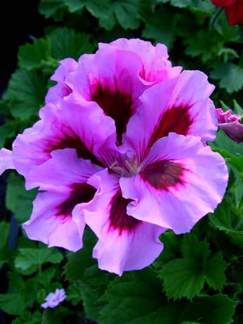 10 Seeds Geranium Fully Light Purple Chinese Rose-typed Compact Bonsai Flowers