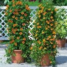100 Seeds Climbing Flowers Black-Eyed Susan Bonsai Thunbergia Alata Flower