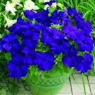 100 Seeds Rare Sky Blue Petunia Seeds Bonsai Flower Annual Morning Glory