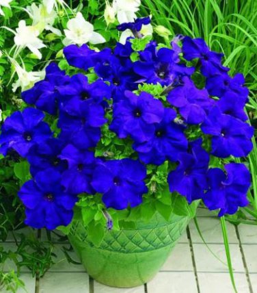 100 Seeds Rare Sky Blue Petunia Seeds Bonsai Flower Annual Morning Glory