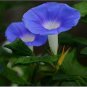 100 Seeds Rare Sky Blue Petunia Seeds Bonsai Flower Annual Morning Glory