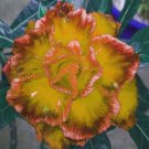 2 Seeds Adenium Golden Petals with Light Pink Edge Flower