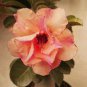 2 Seeds Adenium Golden Petals with Light Pink Edge Flower