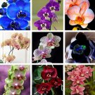 200 Seeds Phalaenopsis Orchid Bonsai Butterfly Orchid Potted Plant