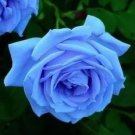 100 Seeds Sky Blue Rose