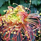100 Seeds Japan Spider Chrysanthemums Flowers