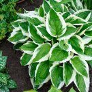200 Seeds Japanese Hosta Perennials - 6 Colors Available