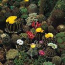 10 Seeds Cacti Cactus Crown Mix
