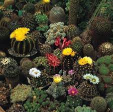 10 Seeds Cacti Cactus Crown Mix