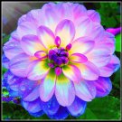 1 Bulb Purple Dahlia Flowers Perennial Pooted Flowers
