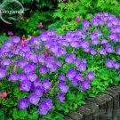 50 Seeds Genuine Purple Jacaranda Mimosifolia Tree Shrub