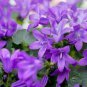 50 Seeds Genuine Purple Jacaranda Mimosifolia Tree Shrub