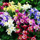 100 Seeds Rare Garden Columbine Aquilegia Mixed Perennial Flowers