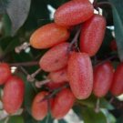 100 Seeds Elaeagnus multiflora Silverberry Goumi Berry