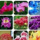 100 Seeds Heirloom Phalaenopsis Moth Orchid Perennial Bonsai