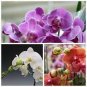 100 Seeds Heirloom Phalaenopsis Moth Orchid Perennial Bonsai