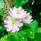 20 Seeds Passiflora foetida White Wild Maracuja Stinking Passionflower
